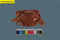 藏品(日本蟳)的圖片